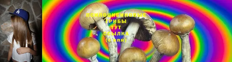 наркота  Апатиты  Галлюциногенные грибы Psilocybine cubensis 